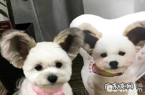 蝴蝶犬串串高智商吗?蝴蝶犬串串怎么训练?
