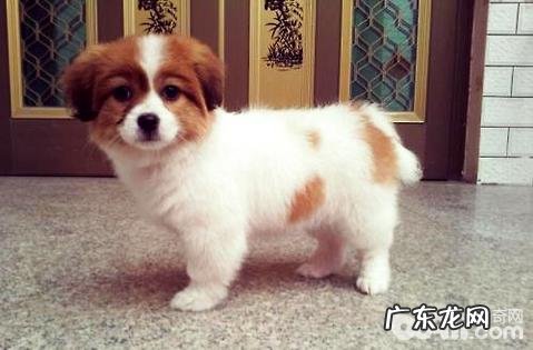 蝴蝶犬串串高智商吗?蝴蝶犬串串怎么训练?