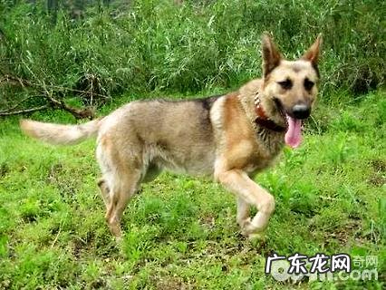 幽灵犬是啥种类?幽灵犬详细介绍