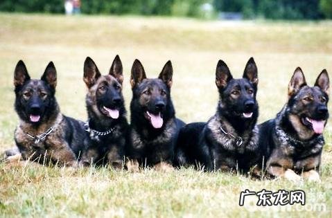 幽灵犬是啥种类?幽灵犬详细介绍