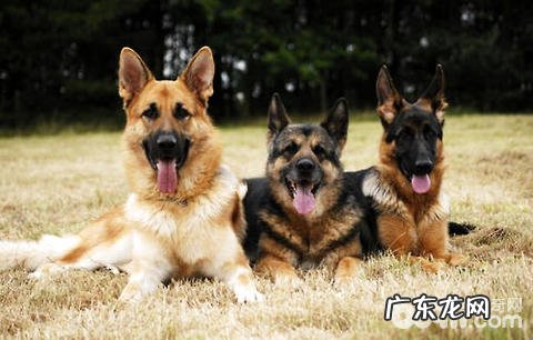 弓背犬性情如何?弓背犬的性格特征