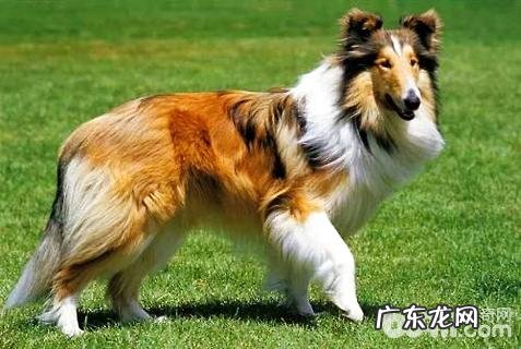 硬毛柯利牧羊犬好养吗?硬毛柯利牧羊犬详细介绍