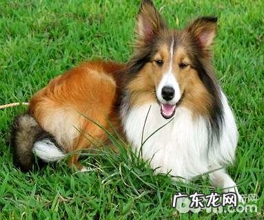 硬毛柯利牧羊犬好养吗?硬毛柯利牧羊犬详细介绍