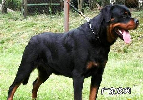 罗威纳犬能長多少？罗威纳犬身型