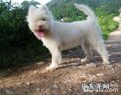 打牧羊犬哪些种类好?猎犬品种详细介绍