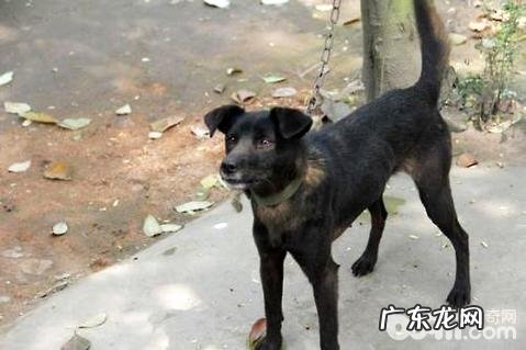 打牧羊犬哪些种类好?猎犬品种详细介绍