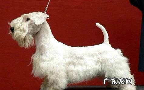 西里汉梗合适家里养吗?西里汉梗详细介绍