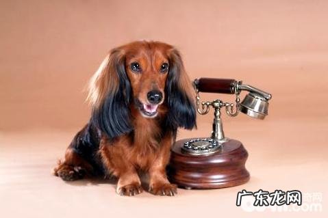 长毛腊肠犬为何不太好养?长毛腊肠犬优点和缺点详细介绍