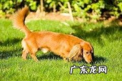 长毛腊肠犬为何不太好养？长毛腊肠犬优点和缺点详细介绍
