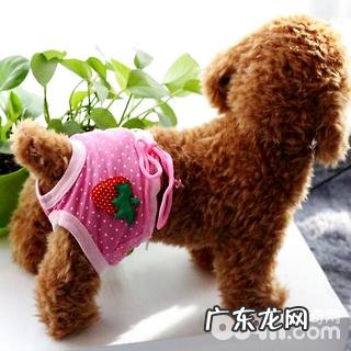 小狗来月经如何照料?狗月经来几日