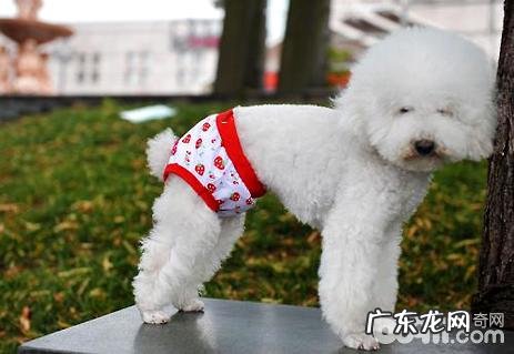 小狗来月经如何照料?狗月经来几日