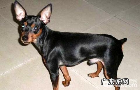 迷你杜宾犬多少钱一只?迷你杜宾犬好养吗?