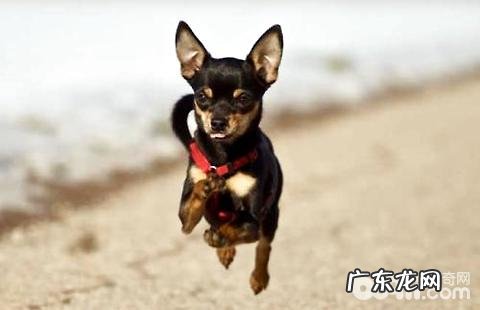 迷你杜宾犬多少钱一只?迷你杜宾犬好养吗?