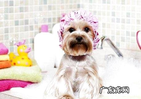 狗多长时间洗一次澡?狗洗澡常见问题