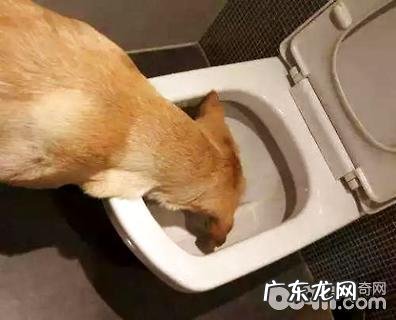 狗吃自身的屎该怎么办？狗吃自身的屎是什么原因？