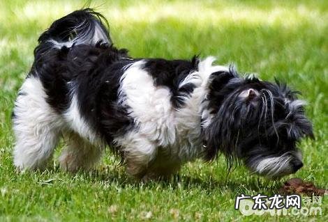 狗吃自身的屎该怎么办？狗吃自身的屎是什么原因？