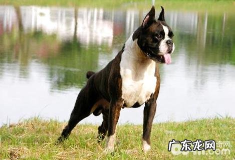 拳师犬的性情如何?拳师犬打架斗殴强大吗?