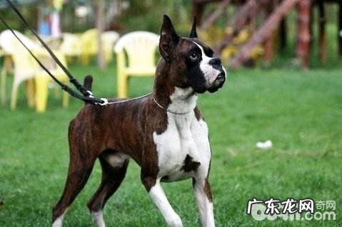 拳师犬的性情如何?拳师犬打架斗殴强大吗?