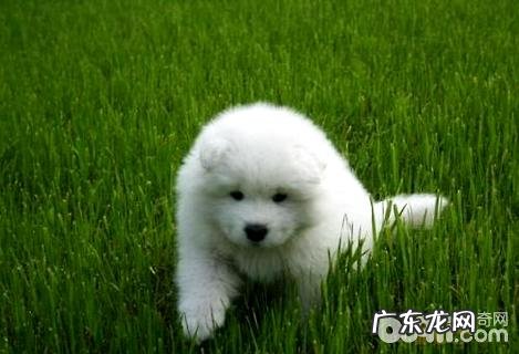 萨摩耶为何那么黏人?萨摩耶黏人水平