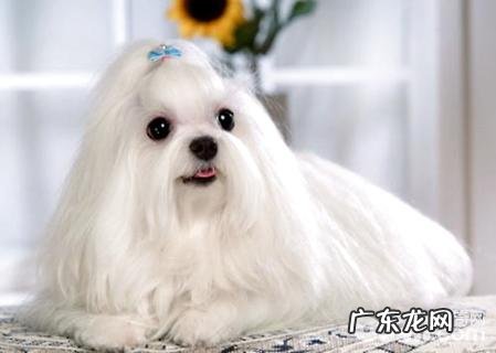 马尔济斯犬聪慧吗?马尔济斯犬智商排名