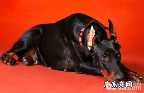 杜宾犬吃什么狗粮好?杜宾犬吃啥看起来快