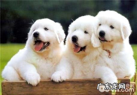 大白熊犬能長多少？超大型犬详细介绍