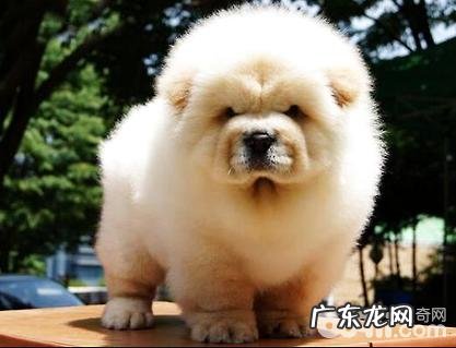 松狮如何看纯不良?松狮如何看成色?