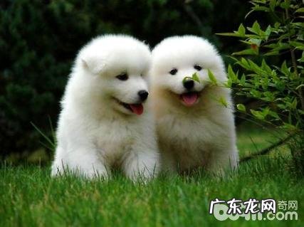 怎样喂养萨摩耶幼犬?萨摩耶喂养攻略大全