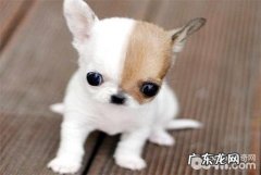 吉娃娃一般能長多少？吉娃娃优点和缺点详细介绍