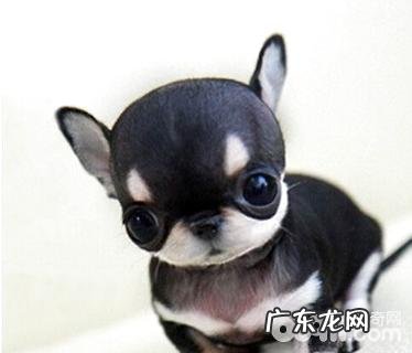 吉娃娃一般能長多少?吉娃娃优点和缺点详细介绍