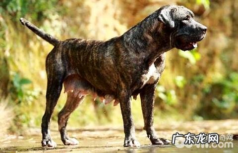 比比特犬还强大的狗，加纳利犬特性