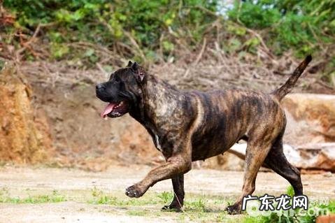 比比特犬还强大的狗，加纳利犬特性