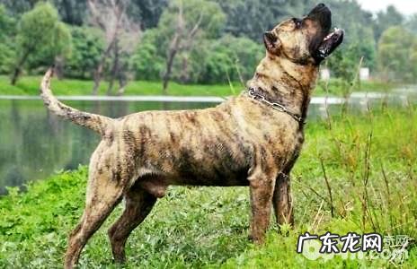 比比特犬还强大的狗，加纳利犬特性