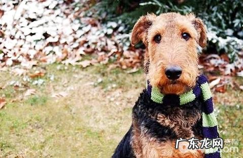 万能梗好养吗?万能梗优势与劣势