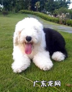 古牧犬性情如何?古牧犬性格介绍