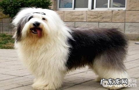 古牧犬性情如何?古牧犬性格介绍