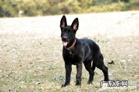 东德牧羊犬如何饲养?东德牧羊犬喂养方式