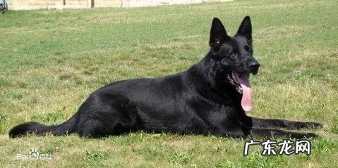 东德牧羊犬如何饲养?东德牧羊犬喂养方式