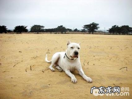 杜高犬如何?杜高犬的优点和缺点