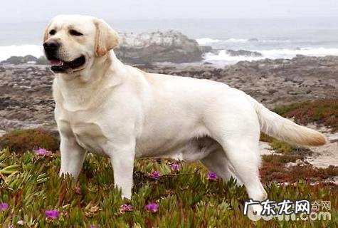 什么狗最聪慧又易养？聪慧又好养的狗狗