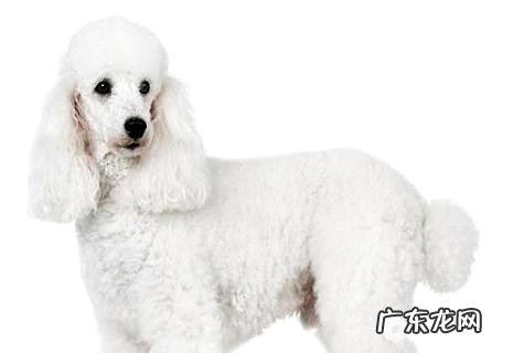 贵妇犬如何?贵妇犬详细介绍