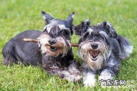 雪纳瑞如何修毛?雪纳瑞剪修实例教程