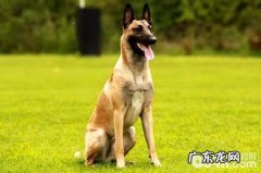 马里努阿犬性情如何？东德牧羊犬性格介绍