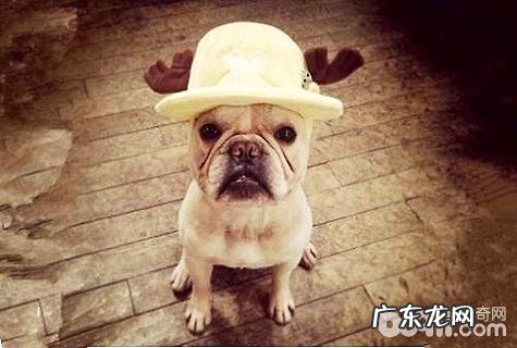 法斗犬有哪些优点和缺点?法斗犬优点和缺点详细介绍