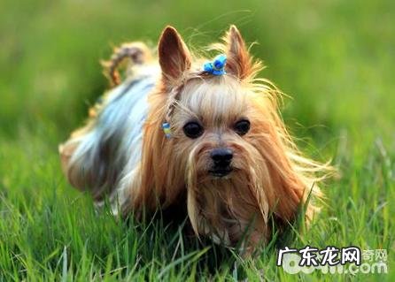 茶杯约克夏要多少钱?茶杯约克夏价钱