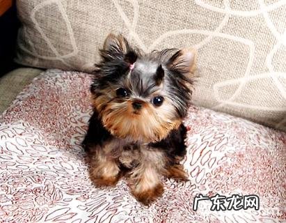 茶杯约克夏要多少钱?茶杯约克夏价钱