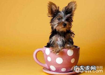 茶杯约克夏要多少钱?茶杯约克夏价钱