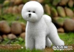 小狗湿粮哪个牌子好？小狗能量饲料知名品牌