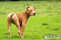 牛头梗和比特犬哪一个强大？牛头梗和比特犬的差别