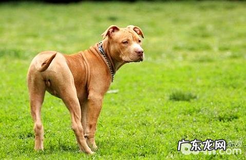 牛头梗和比特犬哪一个强大?牛头梗和比特犬的差别